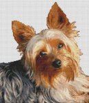 (image for) Winston II - Yorkie